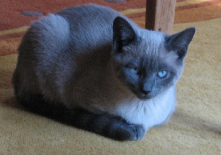 2007-04 Saphir 000.jpg